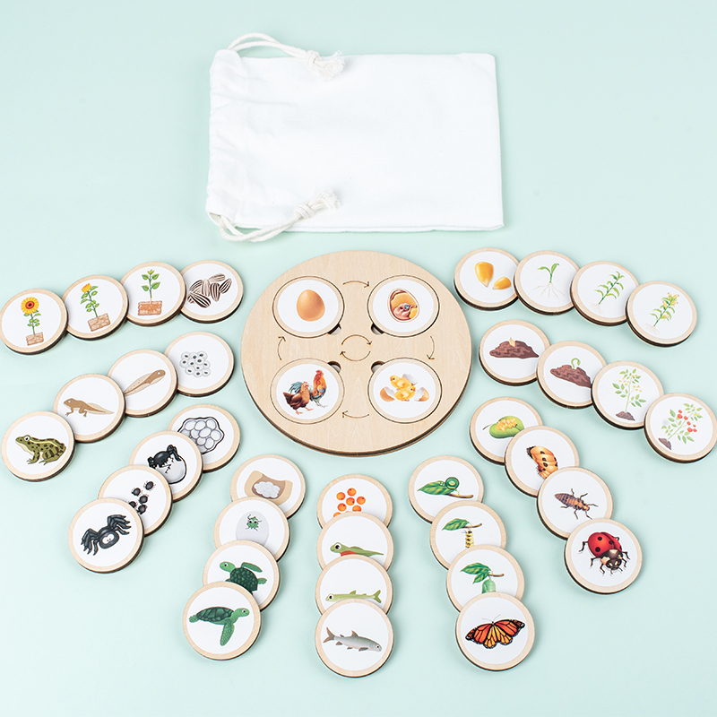 Montessori Shelf Toy - Levenscyclusbord Montessori Kit Biologie Wetenschapsonderwijs voor